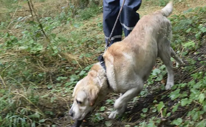 Лабрадор Лука. Фото donnews.ru