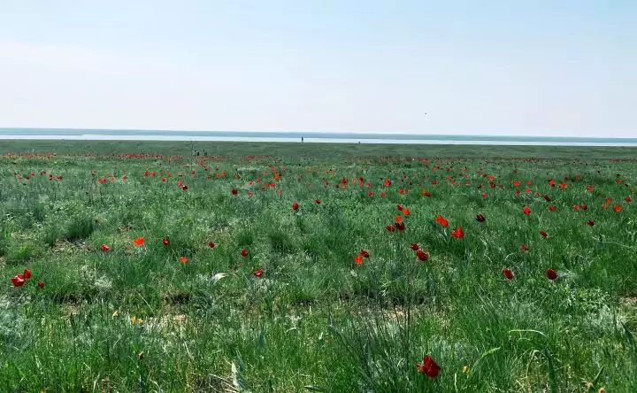 Тюльпаны в природном биосферном заповеднике «Ростовский». Фото donnews.ru