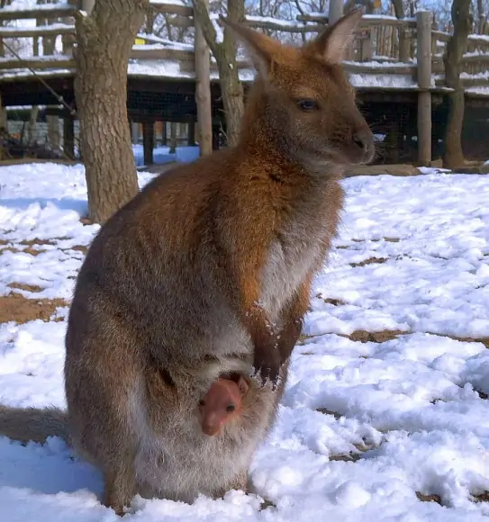 Кенгуру с детёнышем в сумке в парке «Малинки». Фото donnews.ru
