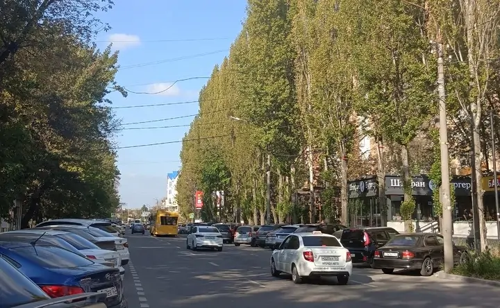 Деревья вдоль дороги в Ростове. Фото donnews.ru