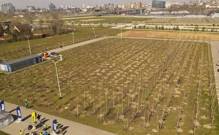 Высаженные деревья на Левобережной части Ростова. Фото пресс-службы «ЮгСтройИнвест»