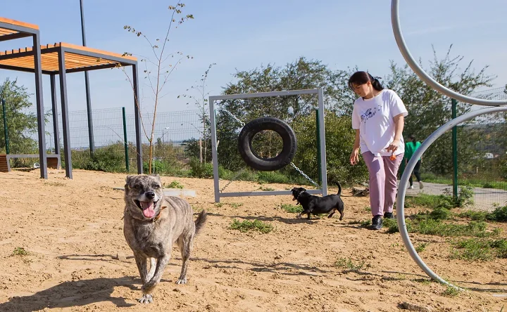 Виктория с питомцами на площадке для собак. Фото donnews.ru
