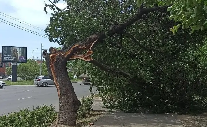 Повреждённое дерево. Фото подписчицы telegram-канала Don Mash Марии