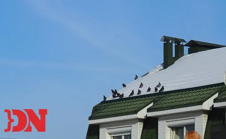 Единственные посетители закрытых рынков. Фото donnews.ru