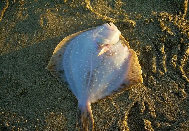 Камбала калкан. Фото delvaneo.ru.