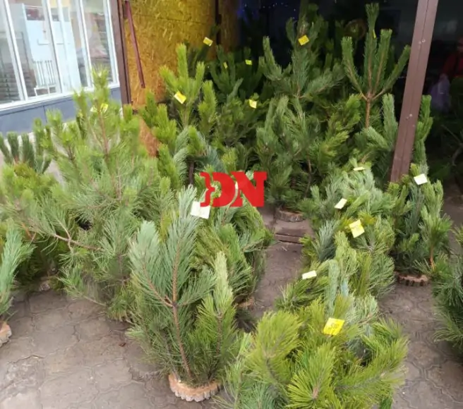 Ёлочный базар в Каменске-Шахтинском. Фото donnews.ru