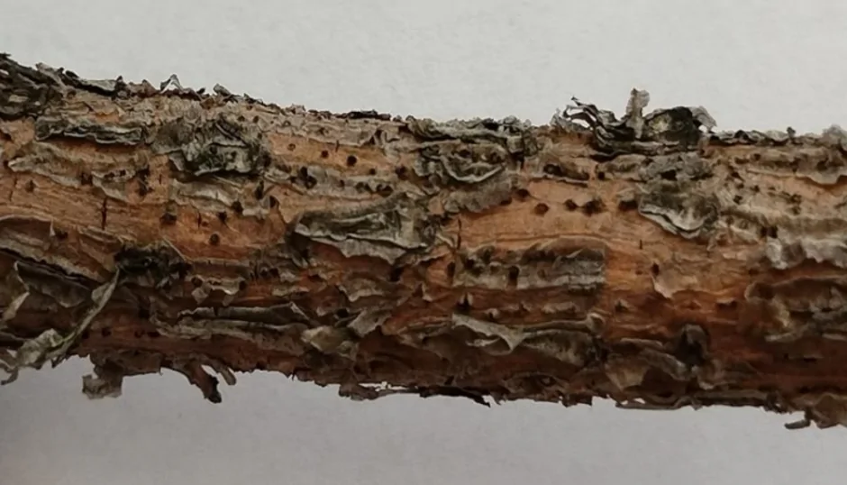 Кора заражённой сосны. Фото из статьи