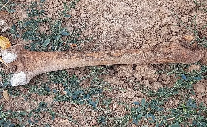 Берцовая кость человека, найденная археологом на отвале грунта. Фото Александра Нечипорука