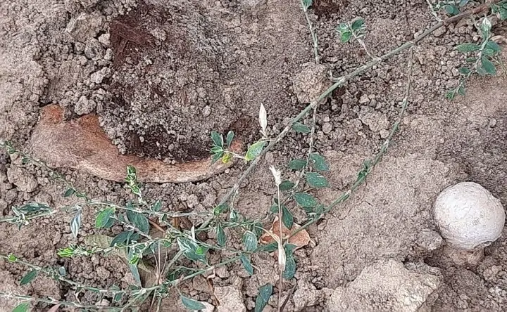 Торчащие из стенок котлована кости. Фото Александра Нечипорука