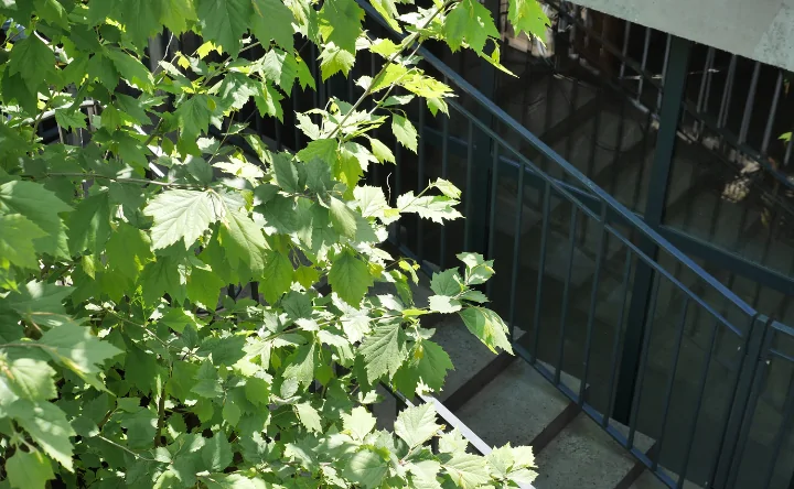 Озеленение. Фото предоставлено СЗ «Альянс»