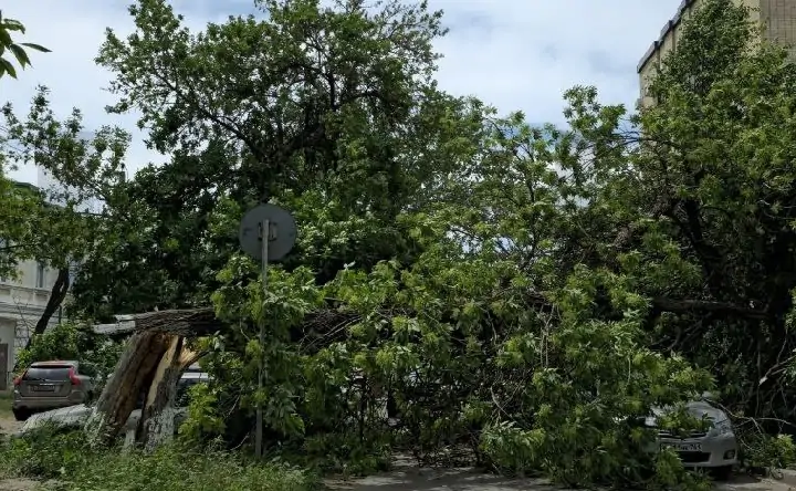 Дерево на парковке. Фото из telegram-канала НЧК Реальный Новочеркасск