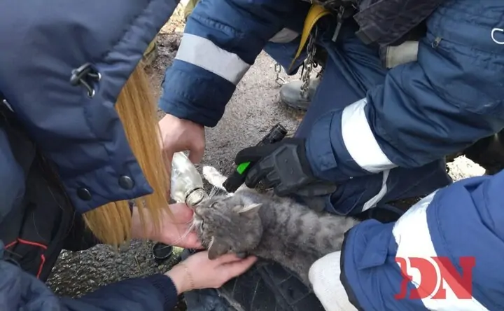 Спасённая кошка с сильным обезвоживанием. Фото donnews.ru