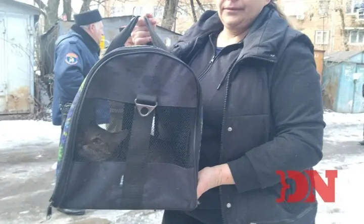 Спасённый кот в переноске. Фото donnews.ru