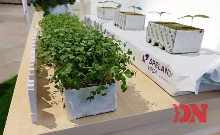 Микрозелень в субстрате из каменной ваты. Фото donnews.ru