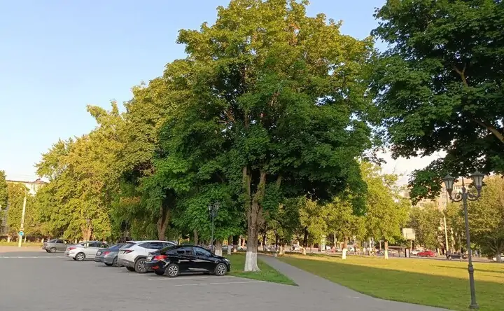 Деревья в ростовском парке. Фото donnews.ru