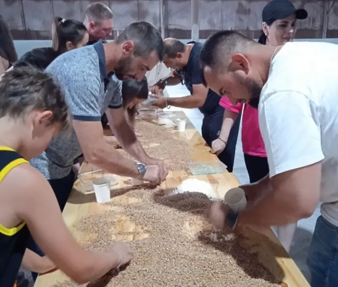 Участники игры ищут ключи в зерне. Фото biohutor.ru