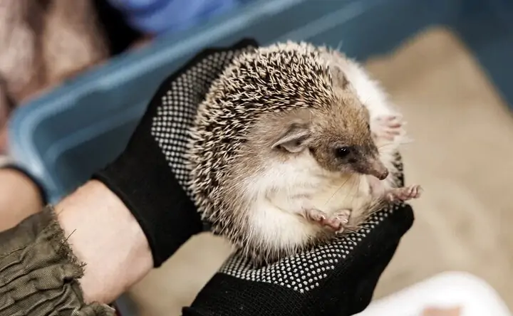 Ушастый ёж. Фото Евгения Чистякова