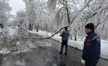 Упавшая ветка на дороге в Шахтах. Фото Telegram-канала Андрея Горцевского